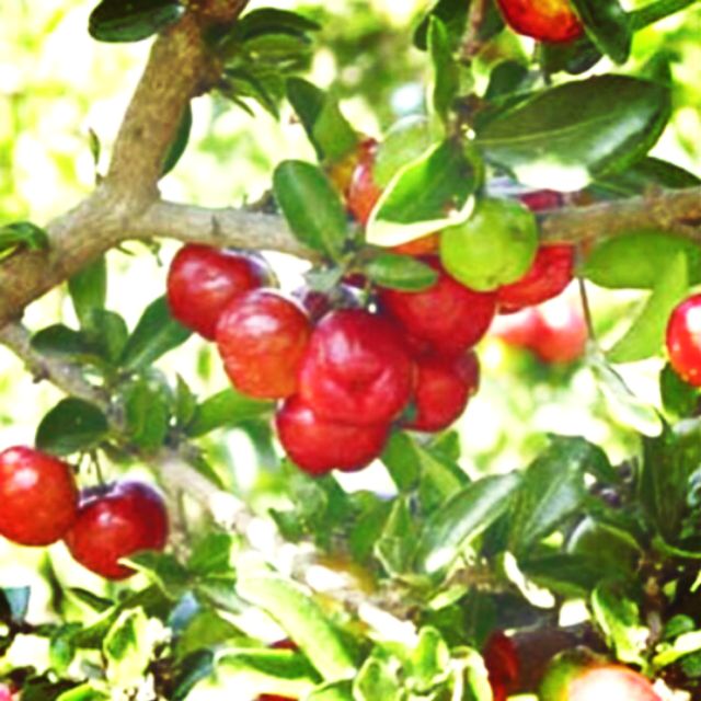 Cây sơ ri Thái (combo :2cây)