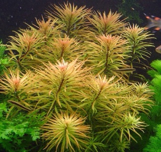 HOÀNG THÁI DƯƠNG 12 NGỌN KHÔNG CẦN CO2
