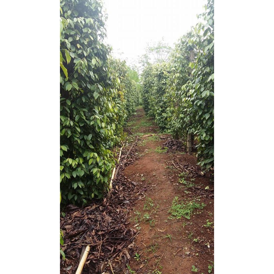 1000g Tiêu Sọ Nguyên Chất White Pepper - Tiêu sọ hoàn toàn từ tiêu chín sạch cà vỏ thủ công