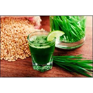 0.5kg Hạt giống Mầm Lúa Mạch - Cỏ Lúa Mì - Cỏ Mèo