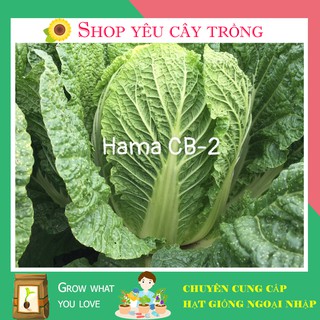Hạt Giống Cải Thảo Năng Suất, Giòn, Ngọt, Giàu Dinh Dưỡng Gói 2gr