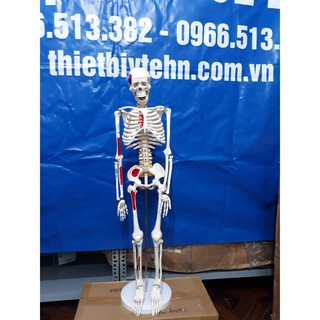 Mô hình xương người cao 85cm có rễ thần kinh từ cột sống