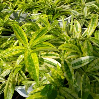💚 Cây trúc nhật vàng 💚