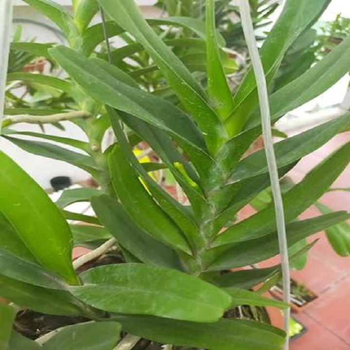 Hoa lan giáng hương hoàng nhạn tháng 4
