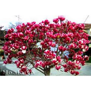Hạt giống hoa mộc lan (03 hạt)