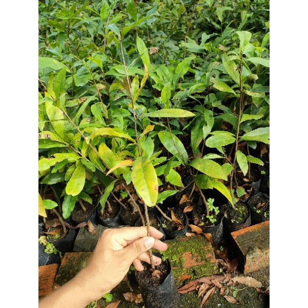 Xả kho 50 cây mai vàng giống
