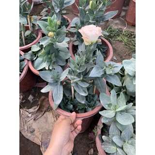 cát tường chậu các màu