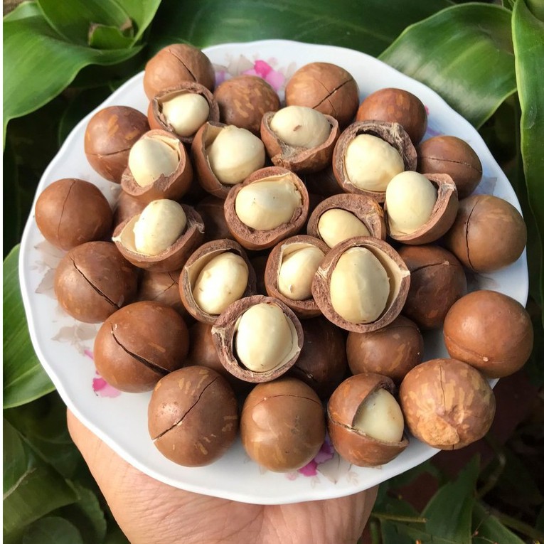 [Mã GROSALEHOT giảm 8% đơn 250K] Hạt macca tây nguyên 500g, loại 1, cưa vỏ sấy khô [Có Kèm Lẫy Tách Vỏ]
