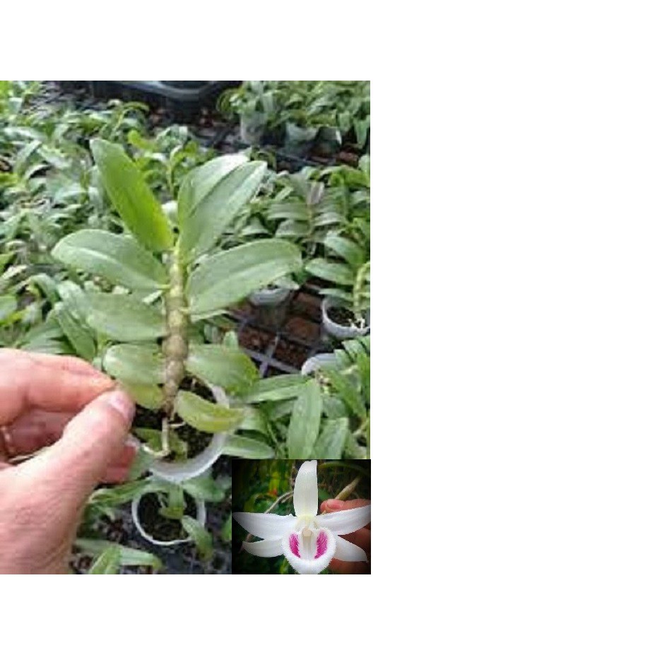 Cốc phi điệp 5 cánh trắng TẤN PHONG (5ct)- hàng gieo hạt - hoa xổ số - hoa siêu đẹp