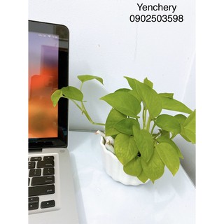 🌴 Chậu trầu Bà lá vàng thái + chậu sứ + soải trồng thủy canh