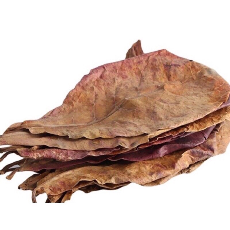 40 lá bàng loại lá rụng khô tự nhiên