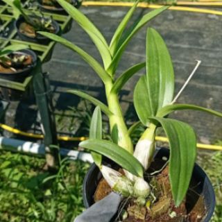 Chớp enobi - chớp sữa