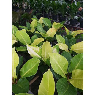 Cây Trầu Bà Đế Vương Vàng