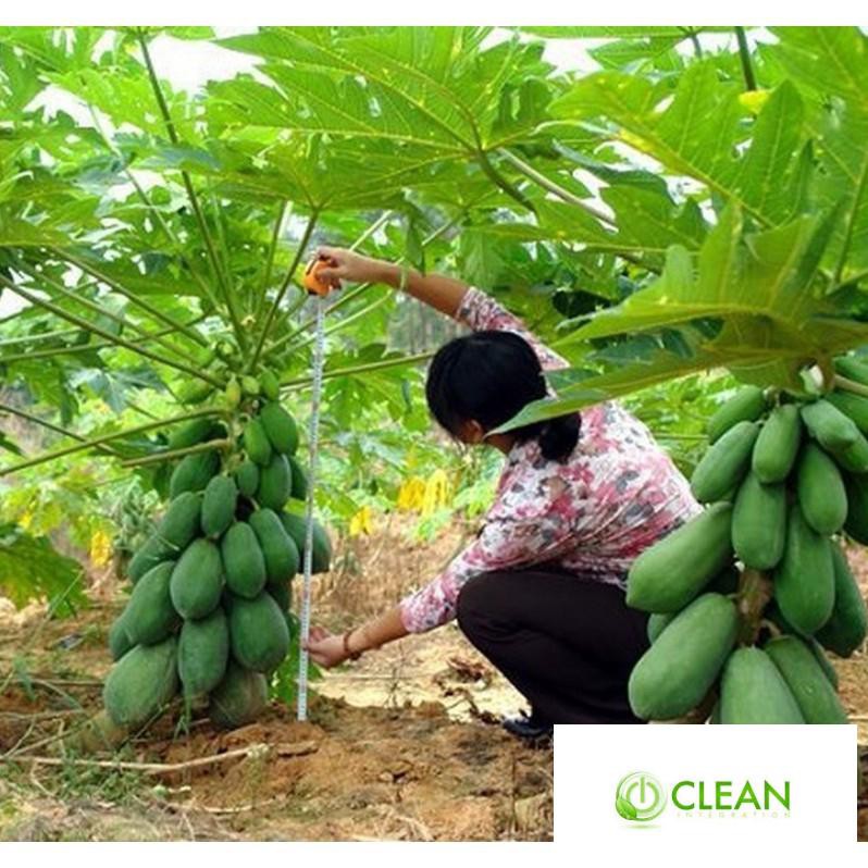 Hạt giống đu đủ lùn cao sản, siêu trái