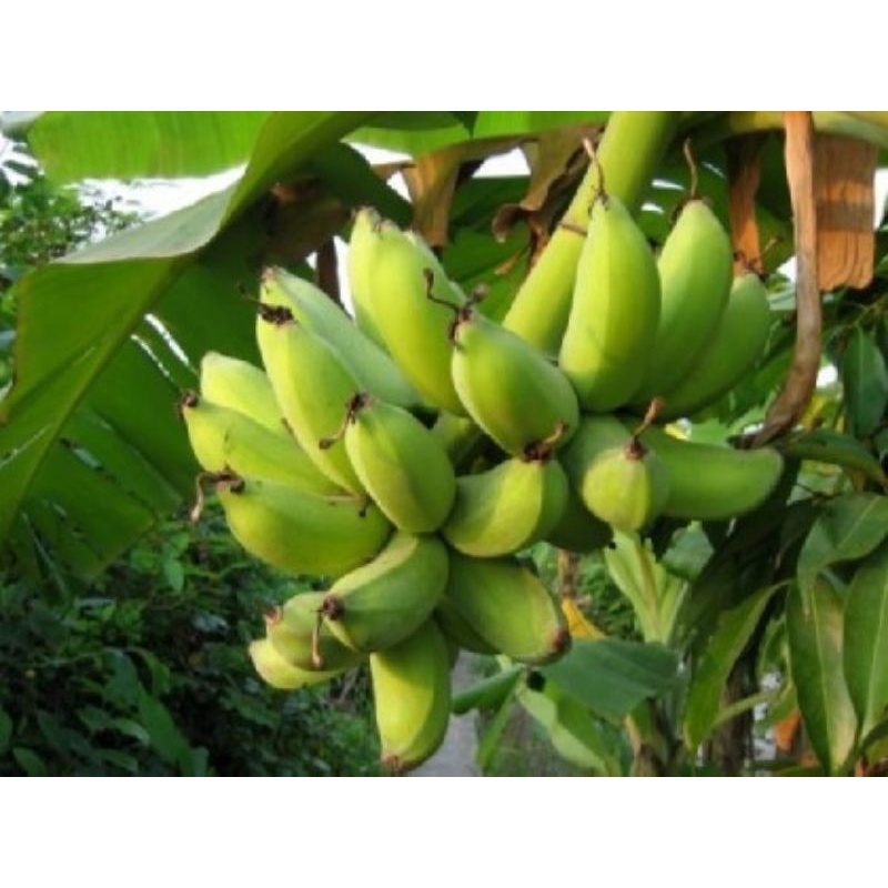 Cây giống chuối cau