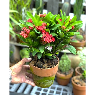 Chậu đất nung cây xương rồng bát tiên hoa chùm