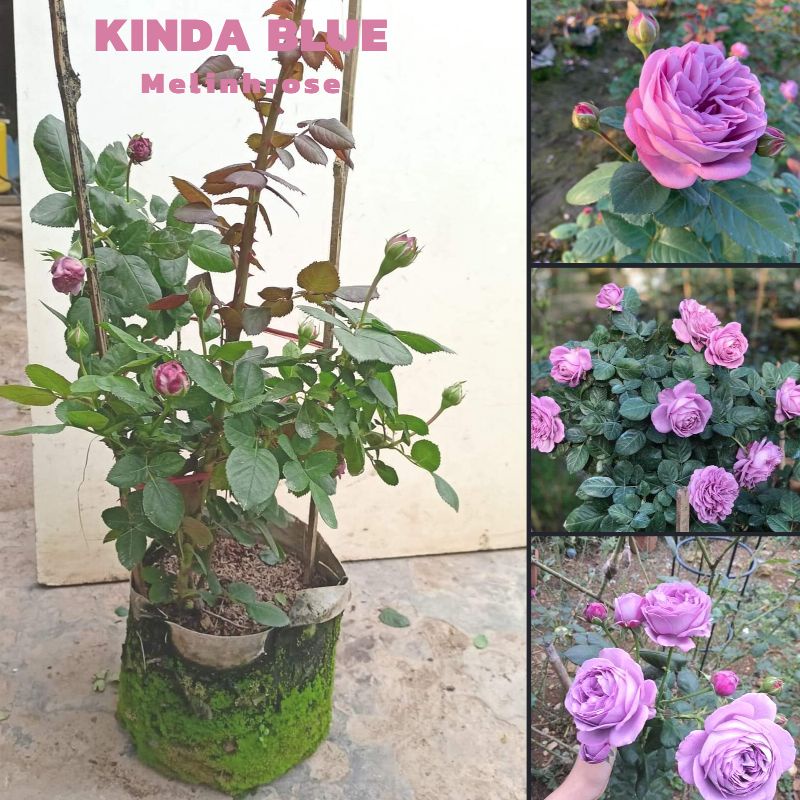 Hoa hồng ngoại Kinda Blue rose – Nàng thơ tím lavender hút hồn triệu tín đồ yêu hoa-Vườn Hoa Melinhrose