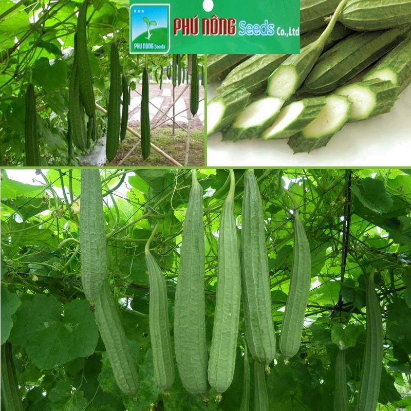 Hạt giống mướp khía Thái Lan - PNSeeds