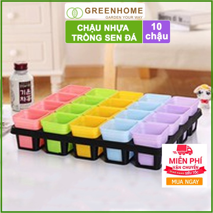 Bộ 10 Chậu nhựa trồng sen đá, 7x7cm, bền, đẹp, màu sắc hiện đại, màu ngẫu nhiên, không dĩa |Greenhome