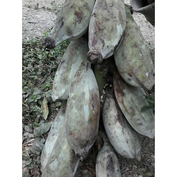 CHUỐI HỘT RỪNG THÁI LÁT (1KG)