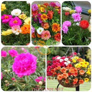 Bộ 1 gói hạt giống Hoa mười giờ mix.