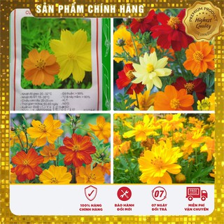 Hạt giống hoa sao nháy vàng cam gói 50 hạt