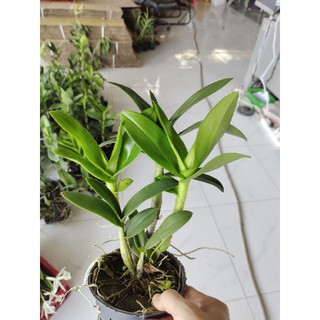 Lan Dendro Hoa Hồng Tím (Lan Mặt Quỷ)