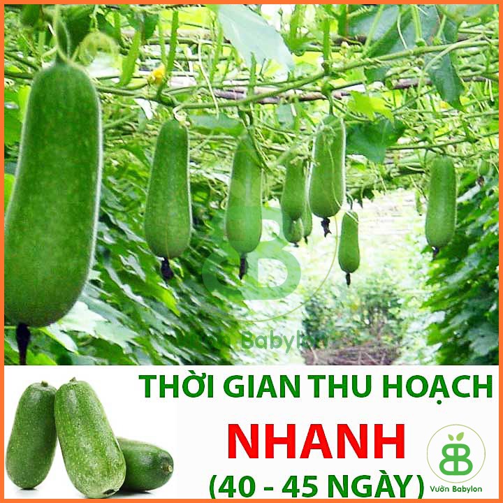 Hạt Giống Bí đao Chanh 0,2Gr Dễ Trồng, Siêu Trái