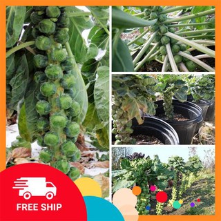 10 Hạt giống Bắp cải tí hon (tặng gói Kích nẩy mầm và Hướng dẫn) KHUYẾN MẠI TRONG NGAY