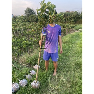 Cây mẫu đơn đỏ cờ tree nguyên bản