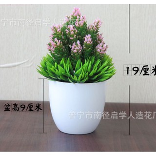 Chậu hoa dứa để bàn hình chóp