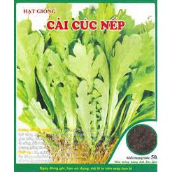 Hạt giống cải cúc nếp