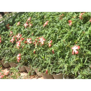500 Hạt giống nhân sâm Bố Chính
