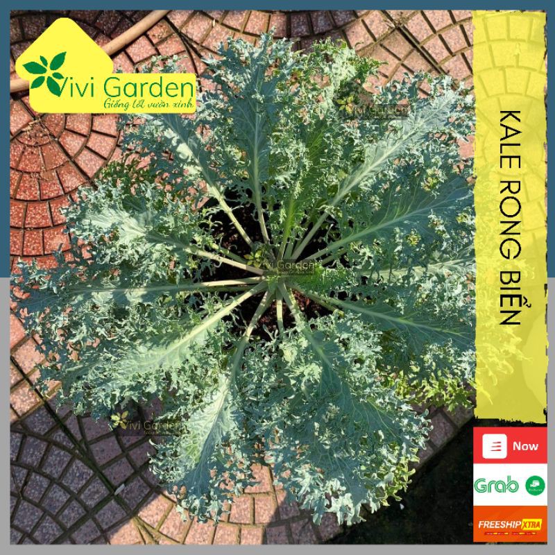 Hạt giống Kale rong biển siêu mới lạ, hình dạng rong biển với màu xanh lam xanh lục độc đáo, dễ trồng và năng suất cao