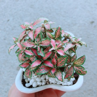 Chậu Cẩm Nhung Hồng ( lá may mắn)