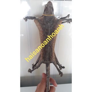 Tắc kè khô 1 con