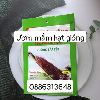 Hạt giống bắp tím HN gói 5gr