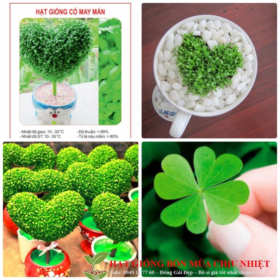 Hạt Giống Cỏ May Mắn - 100 Hạt