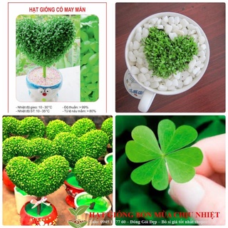 Hạt giống cỏ may mắn - 100 hạt