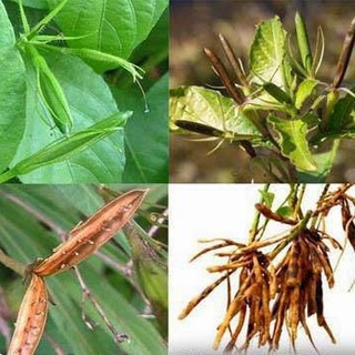 Sâm Tanh Tách - Cây Nổ Khô (1kg)