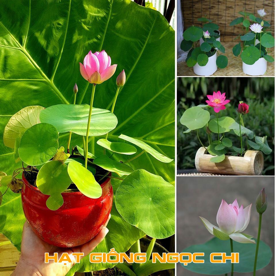 [DEAL 1K] Hạt Giống Sen Mini Nhật Nhiều Màu [FREESHIP XTRA]