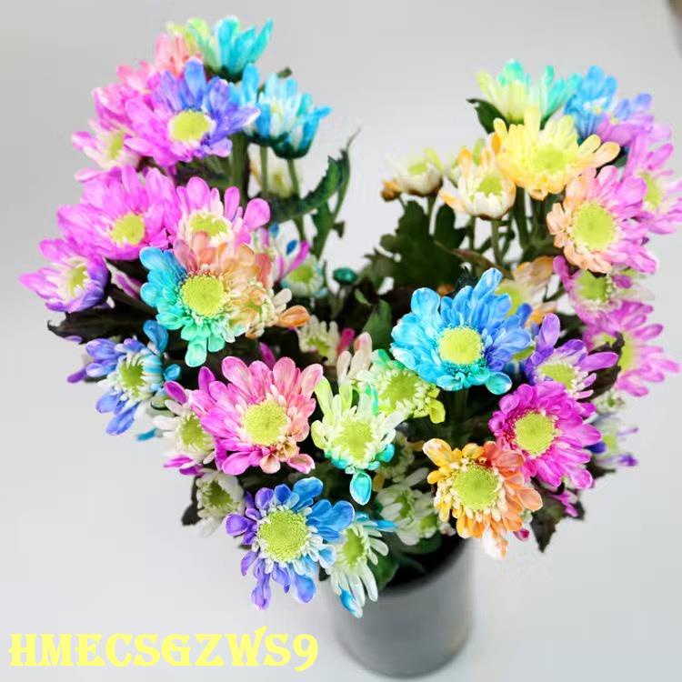 Hạt giống hoa hồng 7 sắc 20h