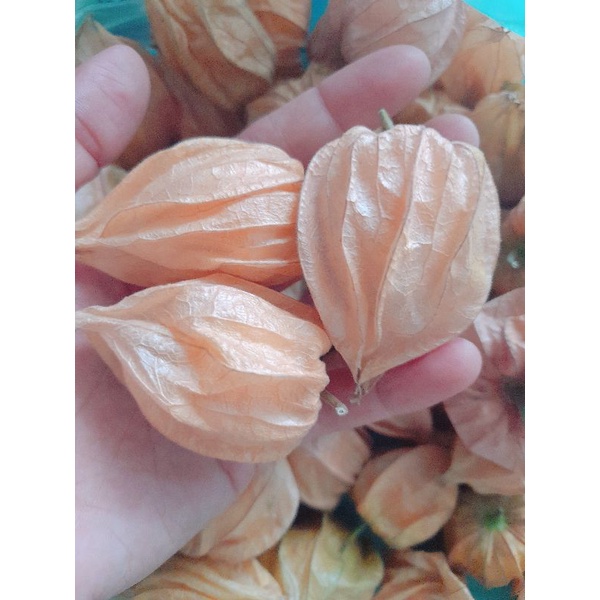 Cây giống Thù lù vàng nam mỹ, cây ươm vỉ