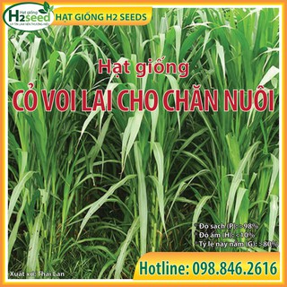 Hạt giống cỏ Voi Lai cho chăn nuôi - gói 100g siêu năng suất dùng trong chăn nuôi trâu, bò, cá, thỏ...