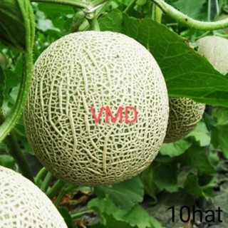 Hạt giống dưa lưới f1
