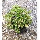 Chậu Cải xoong nhật (chậu ra dền nhật)
