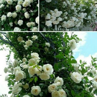 Combo 5 Cây Hoa Hồng Leo Pháp