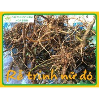 500g trinh nữ đỏ (rễ cây xấu hổ)