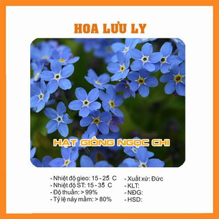 Hạt Giống Hoa Lưu Ly - 100 Hạt