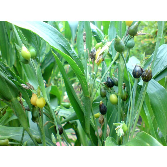 Hạt bobo  loại ngon 100g